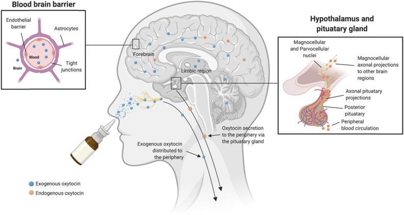 Illustration showing how intranasal oxytocin spray reaches key brain areas related to mood, bonding, and appetite regulation.